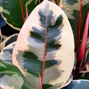 4" 6” 8” Pot of Ficus Elastica Tineke Variegated Rubber Plant Houseplant Indoor Plant - Shipped Bare Roots