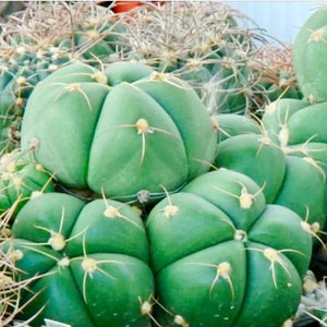 2”, 4" Pot of Horstii Sider Cactus Spider Cactus
