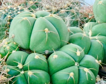 2”, 4" Pot of Horstii Sider Cactus Spider Cactus