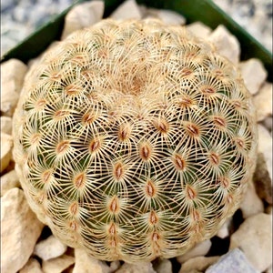 2&quot;, 4” Pot of White Hedgehog Echinocereus albiflora Cactus