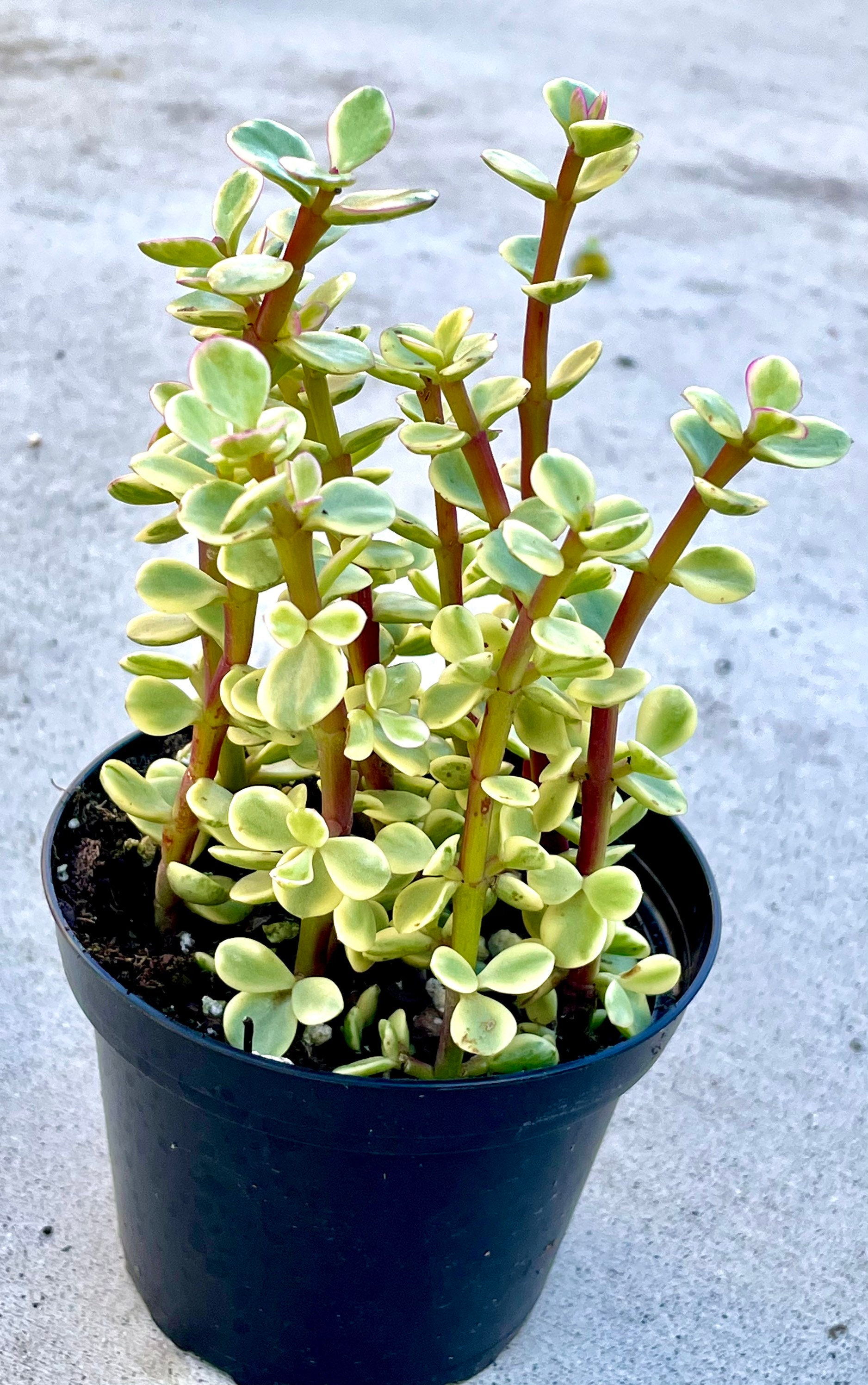 Variegated Stephania Erecta Plant - Etsy