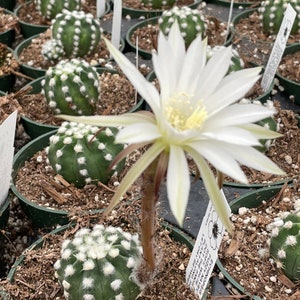 2, 4 Pot of Echinopsis Subdenudata Easter Lily Cactus Dominos Cactus Live Plant image 2