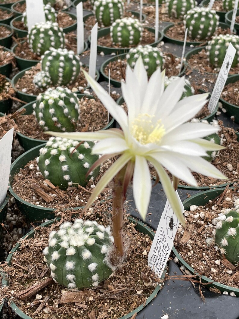 2, 4 Pot of Echinopsis Subdenudata Easter Lily Cactus Dominos Cactus Live Plant image 2