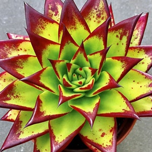 Echeveria Agavoides &#39;Lipstick&#39; Succulent: Red Edge Rosette
