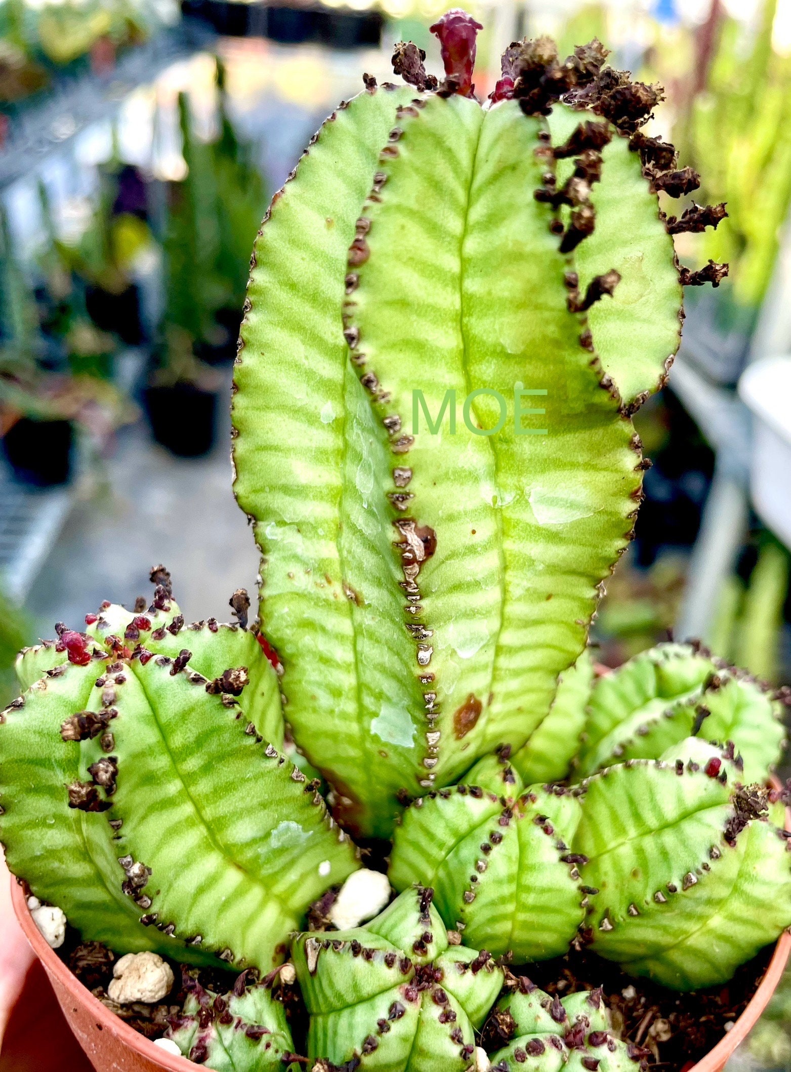 標本用品 Tanzania Eudicela e.euthalia 40mm 4