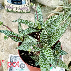 2, 4, 6 Pot of Silver Squill Ledebouria Socialis Rare Succulent Plant image 3