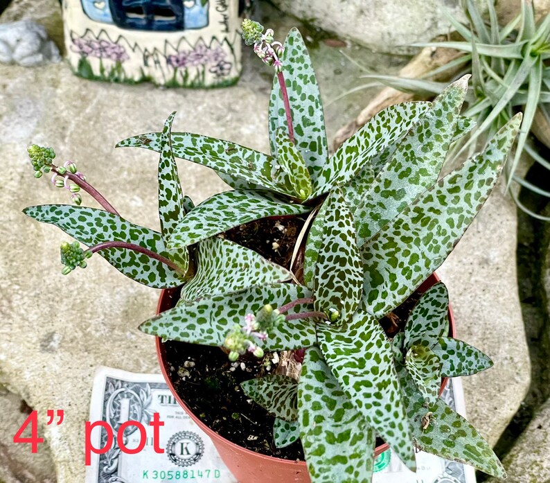 2, 4, 6 Pot of Silver Squill Ledebouria Socialis Rare Succulent Plant image 3