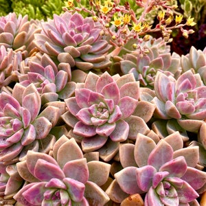 2”, 4" Rooted Echeveria Ghost Graptopetalum paraguayense Pink Succulent Plant