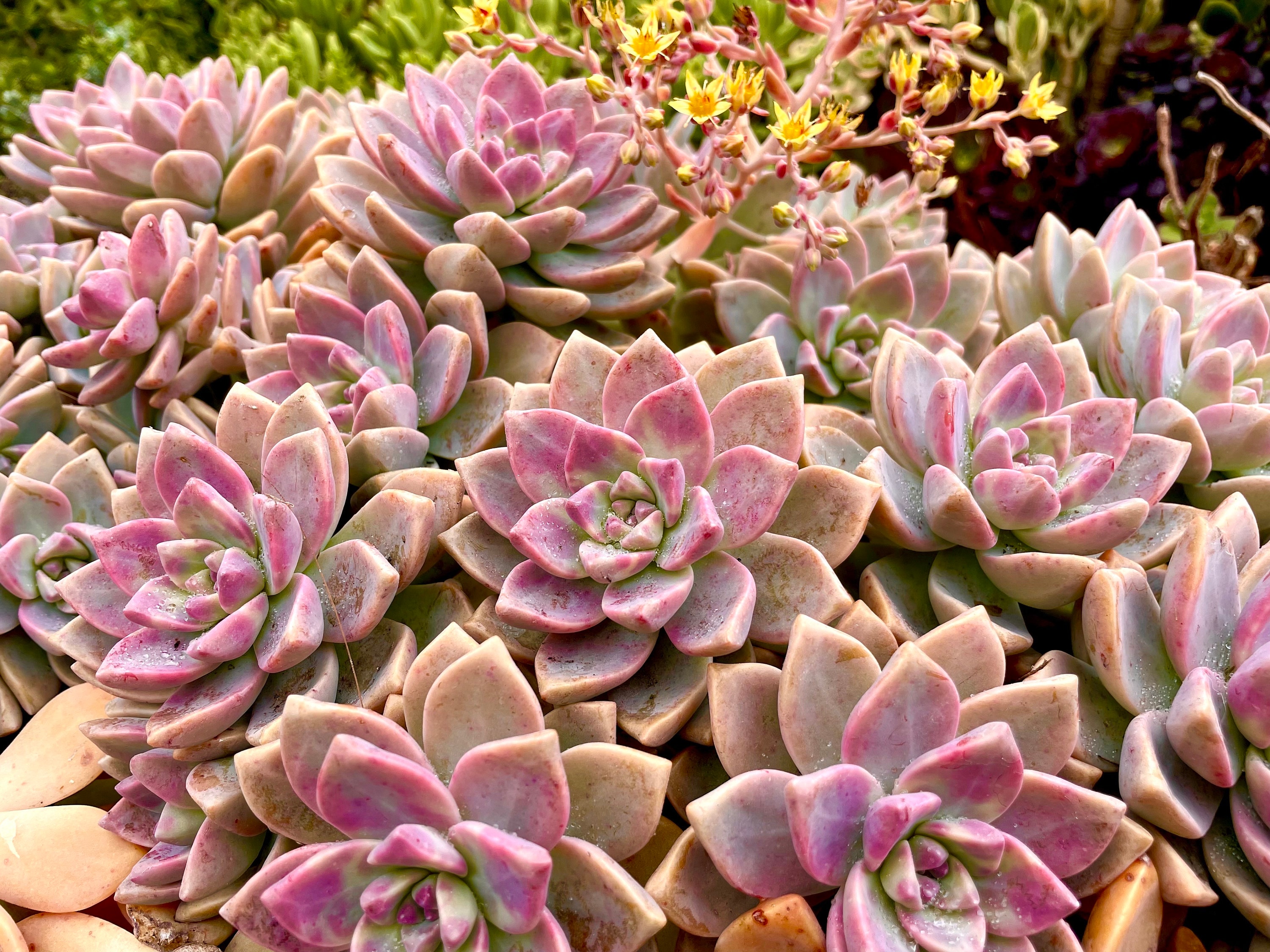 2, 4" Rooted Echeveria Ghost Graptopetalum Paraguayense Pink Succulent  Plant - Etsy Israel
