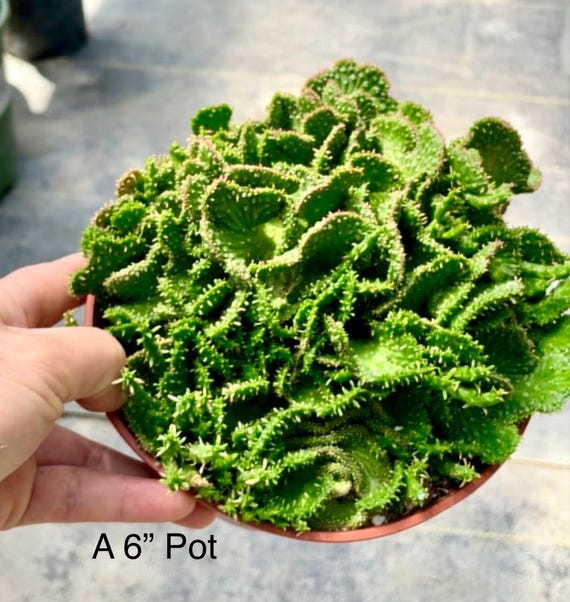 4” Pot of Cristata Green Coral Cactus - Etsy