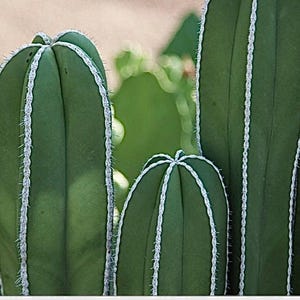 2”, 4", 6” Pot of Mexican Fence Post Cactus