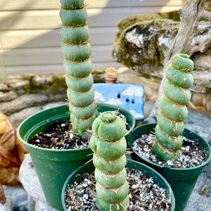 Eulychnia Castanea Varispivalis Cactus Rare Cactus 4, 6, 8 Long image 2