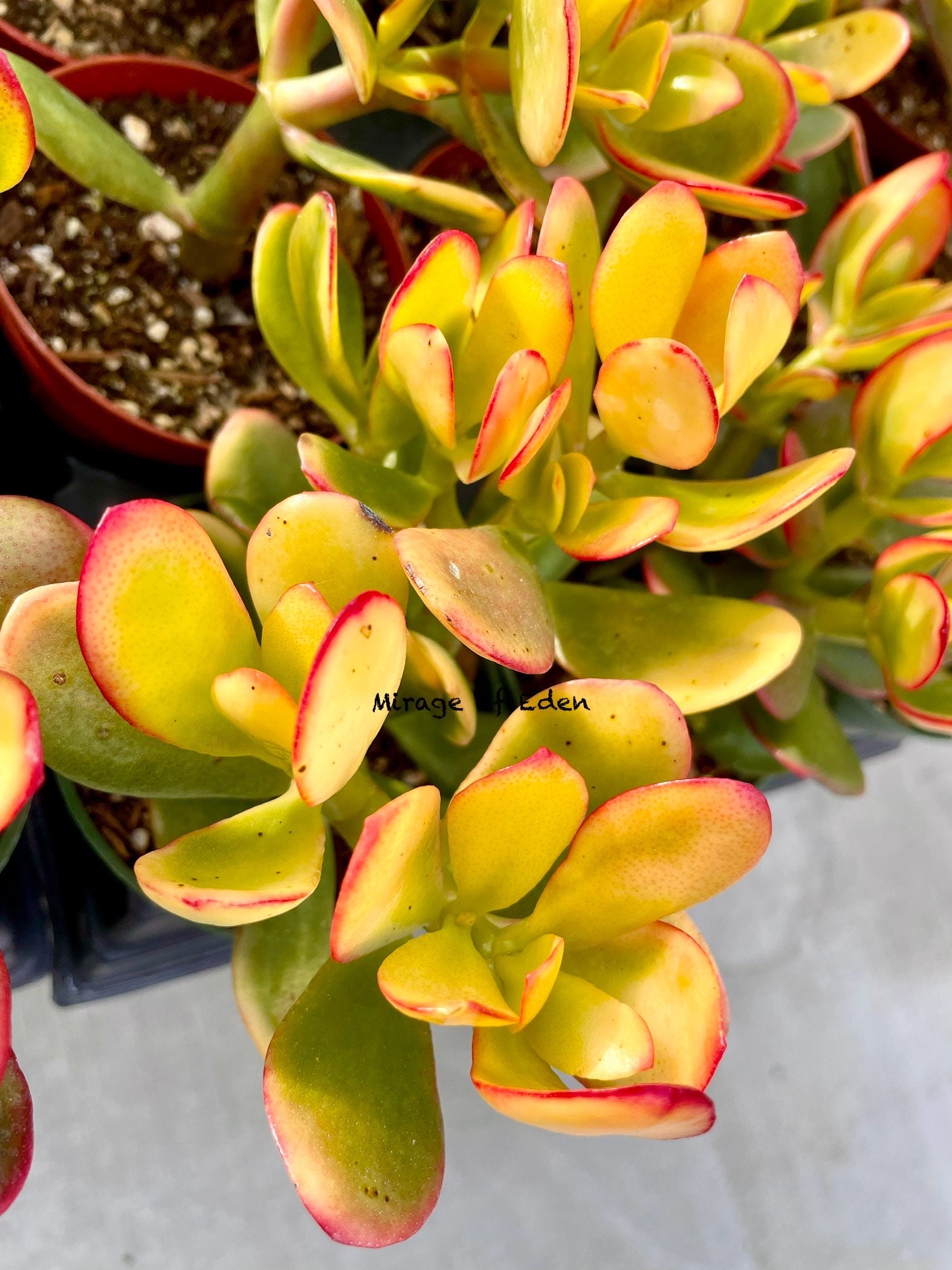 Crassula Ovata Hummel's Sunset Yellow Jade Plant - Etsy