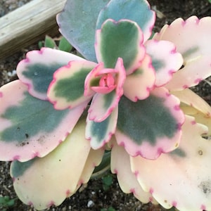 2”, 4", 6” Pot of Kalanchoe Bryophyllum fedtschenkoi Variegata Lavender Scallops Aurora Borealis Succulent Plant