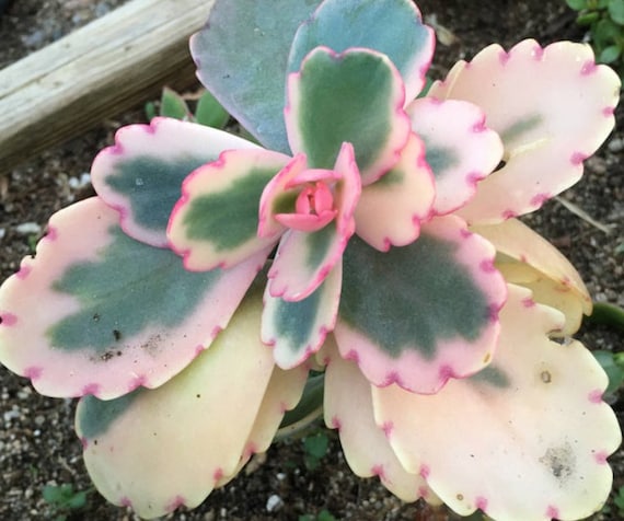 2, 4" Pot of Kalanchoe Bryophyllum Fedtschenkoi Variegata Lavender  Scallops Aurora Borealis Succulent Plant - Etsy
