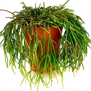 4 6 Pot Rare Rhipsalis Clavata or Cuttings image 9