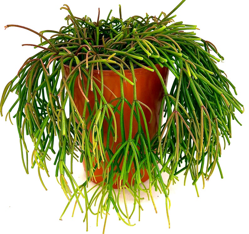 4 6 Pot Rare Rhipsalis Clavata or Cuttings image 9