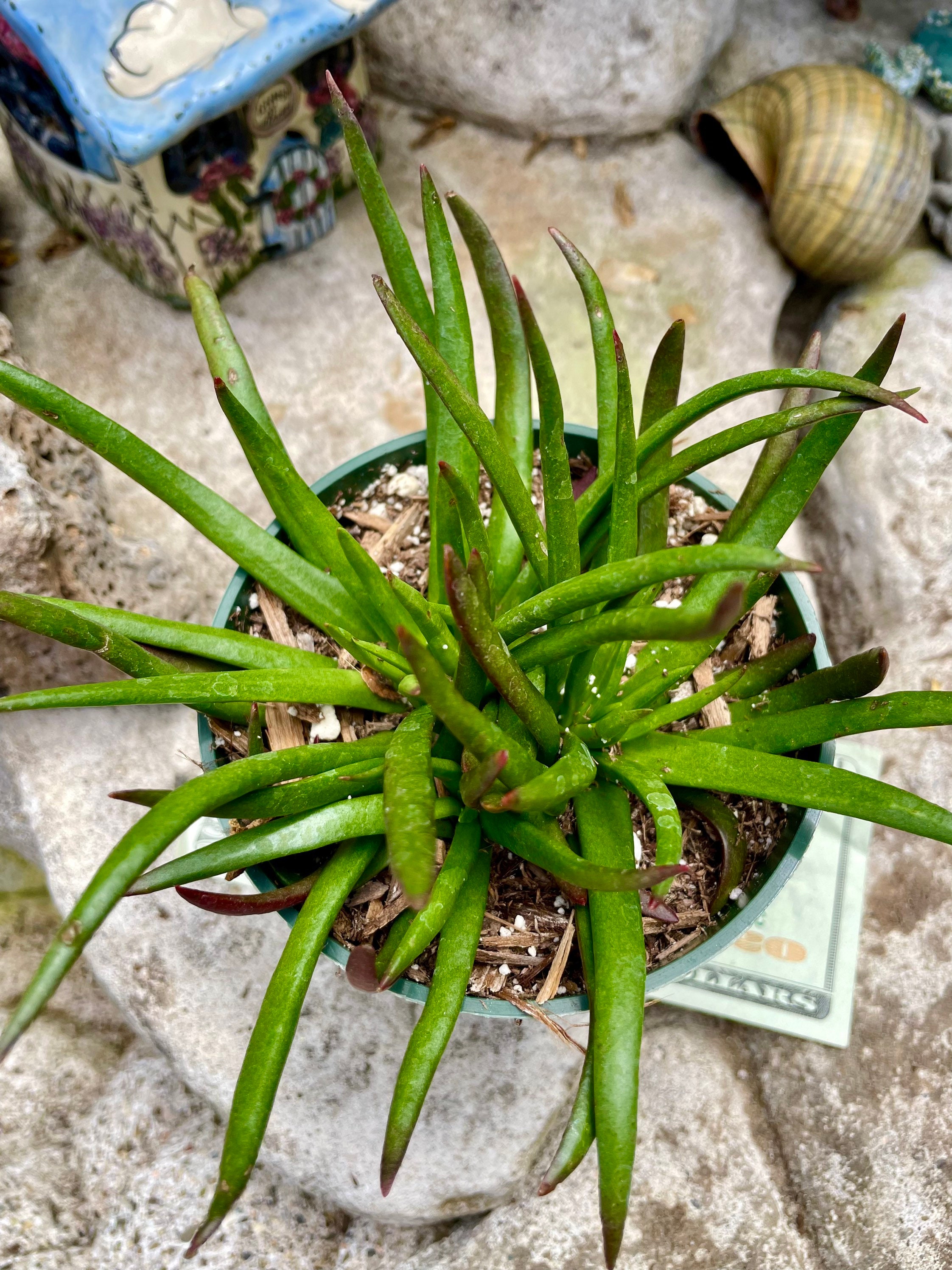 4 6 Pot of Crassula Nudicaulis Devil's Horn Live Etsy
