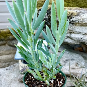 May include: A small potted succulent plant with blue-green leaves. The plant is in a green plastic pot and is sitting on a one dollar bill.
