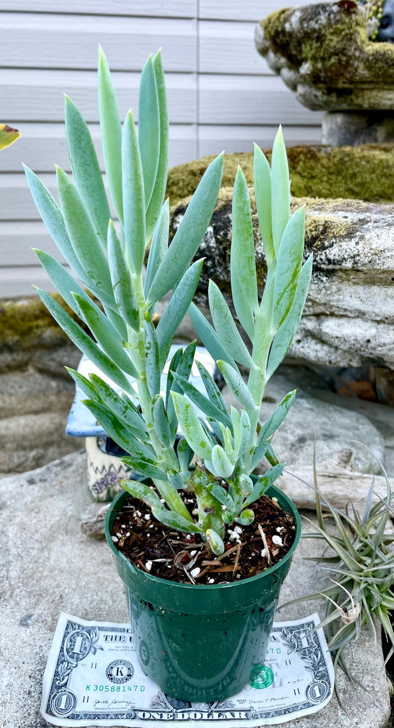 May include: A small potted succulent plant with blue-green leaves. The plant is in a green plastic pot and is sitting on a one dollar bill.