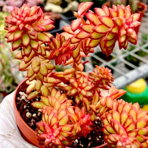 4&quot; Pot of Sedum Shooting Star Succulent Plant