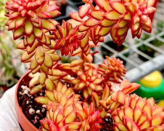 4&quot; Pot of Sedum Shooting Star Succulent Plant