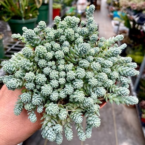 2”, 4&quot; Pot of Sedum dasyphyllum &#39;Himalayan Skies&#39; Stonecrop Succulent Plant - Shipped in a Pot