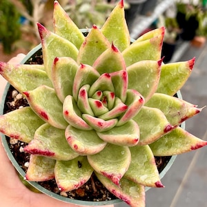 4&quot; Pot of Echeveria agavoides &#39;Maria”
