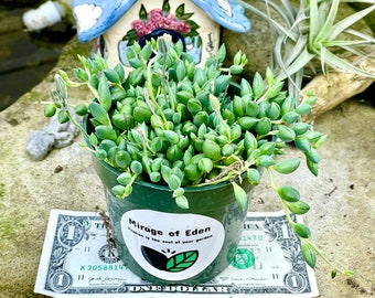 2”, 4" , 6”, 8” Pot of String of Tears String of Raindrops Curio Herreanus Live Succulent Plant - Shipped in a Pot