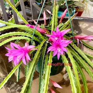 4&quot;, 6”, 8” Pot of Aporophyllum Edna Bellamy Rare Cactus - Shipped Bare Roots