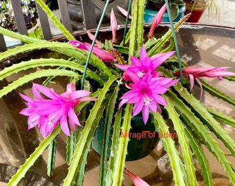 4", 6”, 8” Pot of Aporophyllum Edna Bellamy Rare Cactus - Shipped Bare Roots