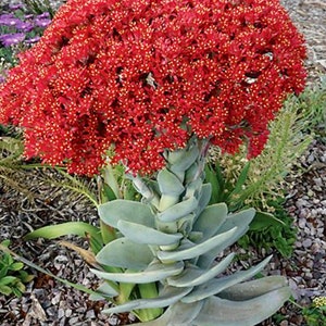 2", 4", 6" Pot of Crassula Falcata, Airplane Plant, Propeller Plant, Rare Live Succulent Plant