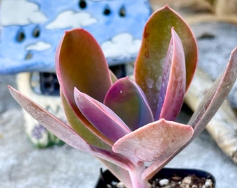 2", 4” Pot of Rare Pink Succulent Plant