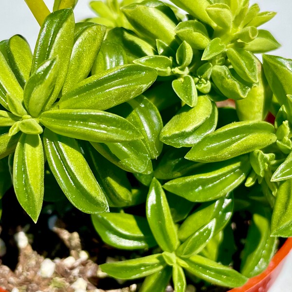 2”, 4" Pot of Peperomia Dolabriformis Prayer Pepper Plant Live Succulent Plant-Shipped Bare Roots