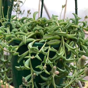 2”,  4&quot;, 6”, 8” Pot of Rooted String of Dolphins Succulents Senecio Peregrinus or  3 Cuttings