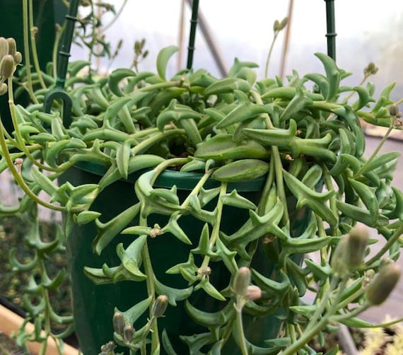 String of Dolphins Succulent: Senecio Peregrinus, Rooted Pot - Etsy