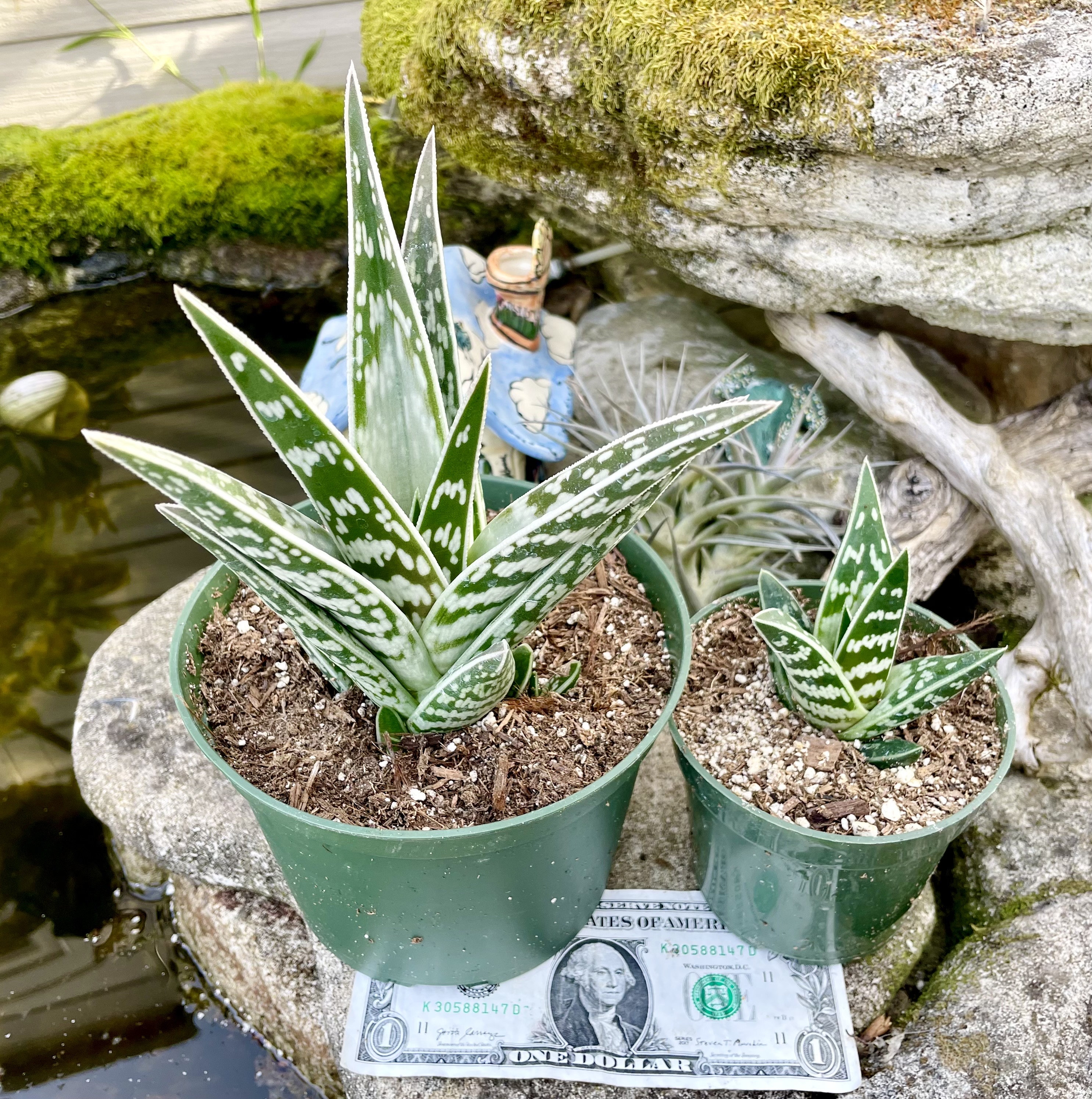 4" Pot of Tiger Aloe Gonialoe Variegata Rare Variegated Aloe - Etsy