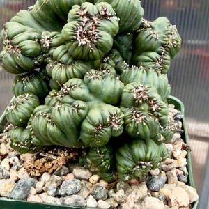 May include: A green, textured cactus with a unique, undulating form. The plant is potted in a dark green square container and surrounded by small pebbles. The cactus has small white spots and a distinctive, organic shape.