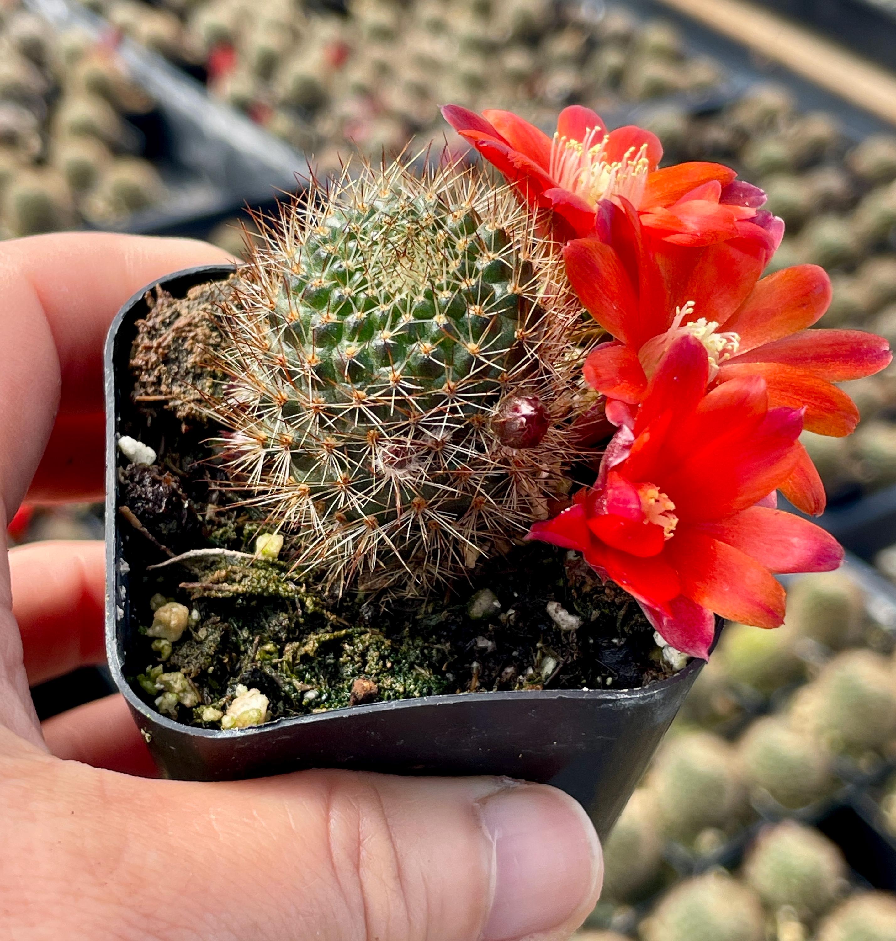 2, 4" Pot of Rebutia Fulviseta Cactus Red Flower Succulent Plant - Shipped  in a Pot - Etsy