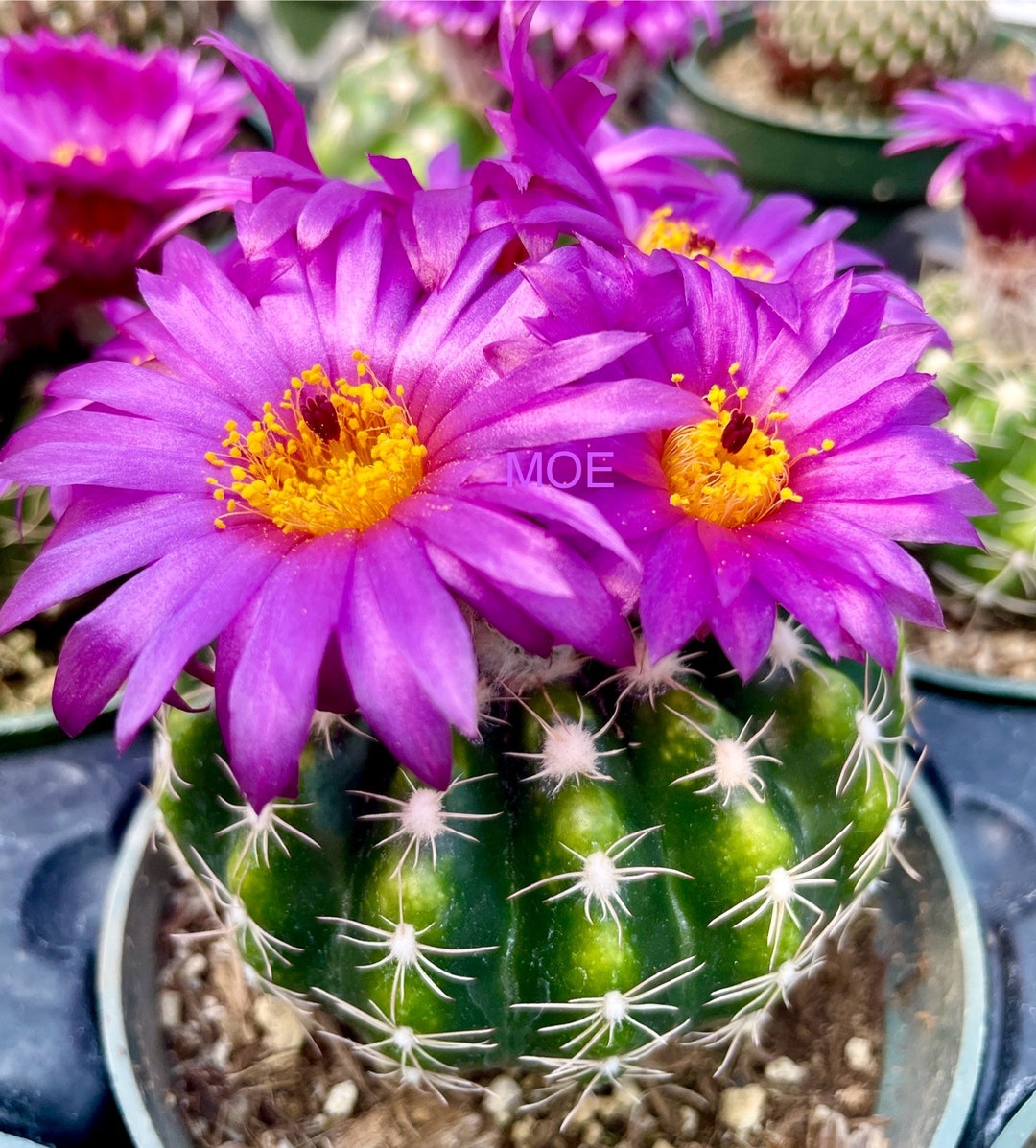 2, 4" Pot of Parodia Werneri Cactus Notocactus Uebelmannianus Window Decor  - Etsy