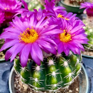 2”, 4" Pot of Parodia werneri Cactus Notocactus uebelmannianus Window Decor