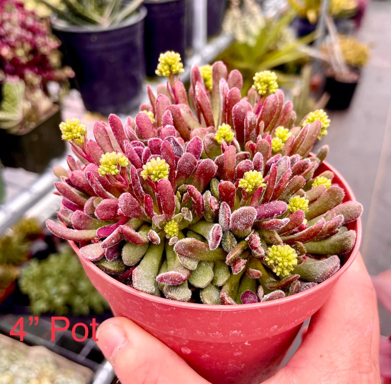 2, 4 Pot of Crassula Pubescens ssp. pubescens Dwarf Succulent Plant image 2