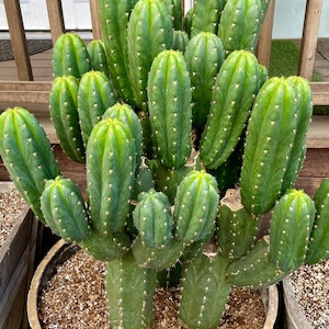 4” Pot of Rare Hybrid Mystery Cactus - Shipped Bare Roots