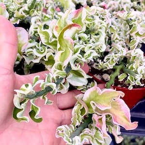 May include: A variegated Euphorbia lactea cristata plant with ruffled, wavy leaves in shades of light green, creamy white, and soft pink. The succulent features a thick, textured green stem and is potted in a small red container.