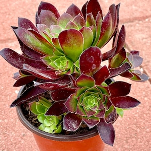 May include: A dark green and burgundy succulent plant in a brown pot. The plant has many leaves that are arranged in a rosette shape.