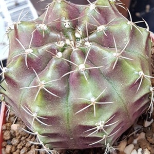 2”, 4&quot; Pot of Gymnocalycium Tucavocense Cactus