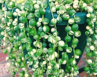 2” 4", 6”,8” Pot of Variegated String of pearls Rare Succulent Plant -Shipped in its Pot Special Offer
