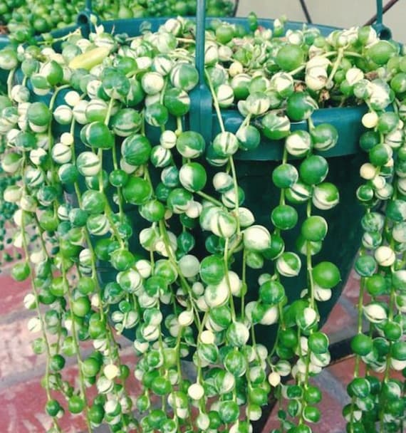 Variegated String of Pearls Succulent Plant - Shipped in Pot - Etsy