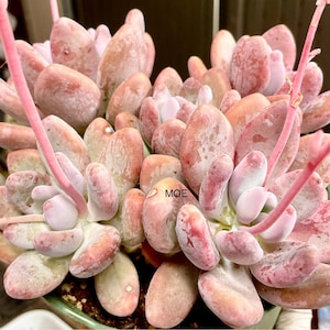 2”, 4&quot;, 6” Pot of Pachyphytum oviferum Blue Moonstone Succulent Plant