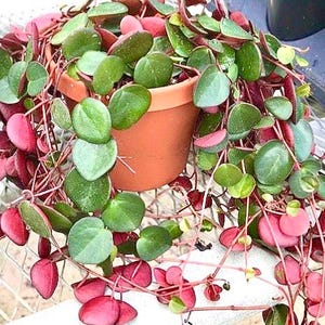 May include: A potted plant with trailing stems and vibrant foliage. The plant features round, green leaves with pink undersides and stems. The terracotta pot adds a natural touch to this decorative houseplant.